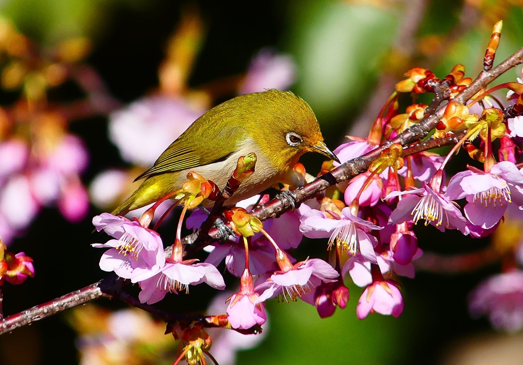 P4790350：メジロ＜河津桜＞_R