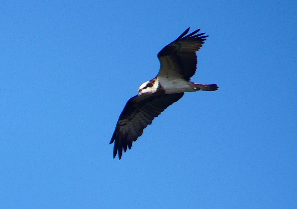 P1530753：飛ぶミサゴ_R