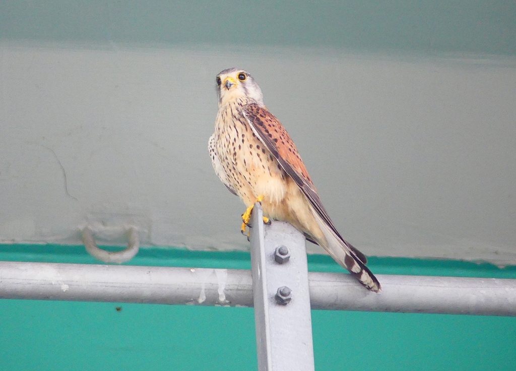 P4910758：チョウゲンボウ_R