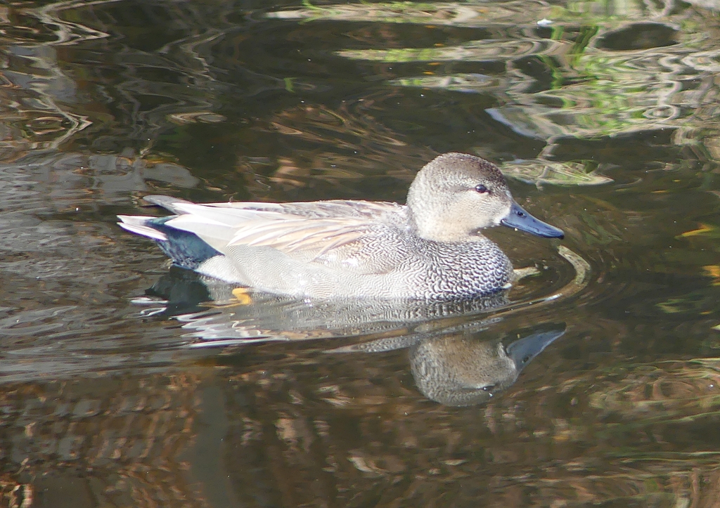 P1570338：オカヨシガモ_R