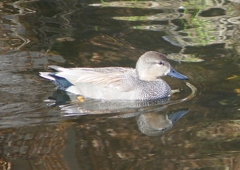 P1570338：オカヨシガモ_R