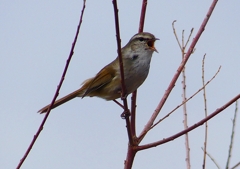 P1850506：ウグイス_R