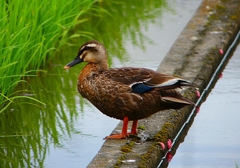 P1060286：カルガモ_R