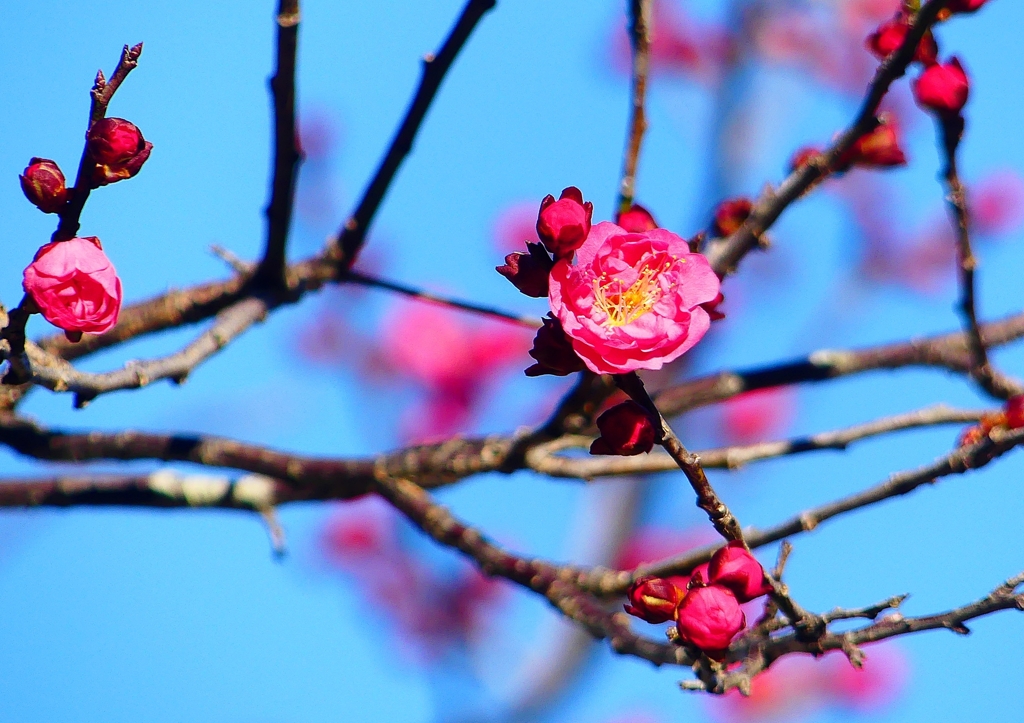 P1700826：紅梅_R