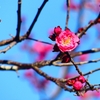 P1700826：紅梅_R