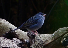 P1750660：クロジ_R