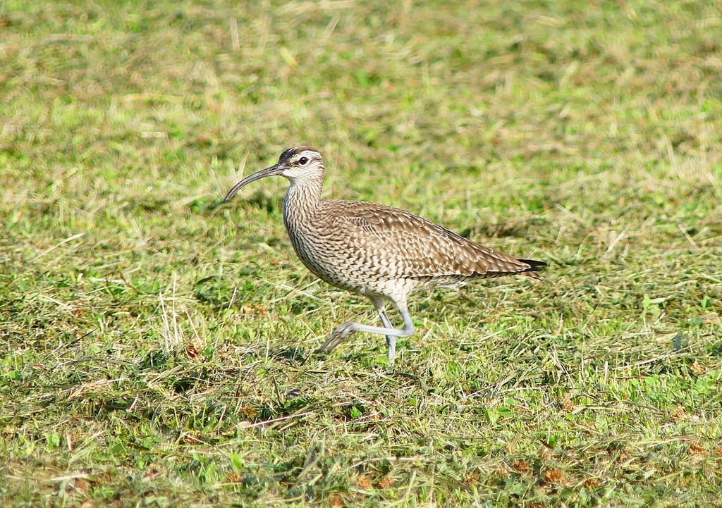 P4110476：チュウシャクシギ_R