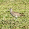 P4110476：チュウシャクシギ_R