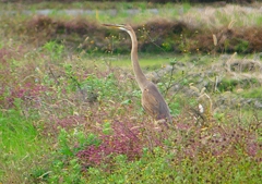 P1410035：ムラサキサギ_R