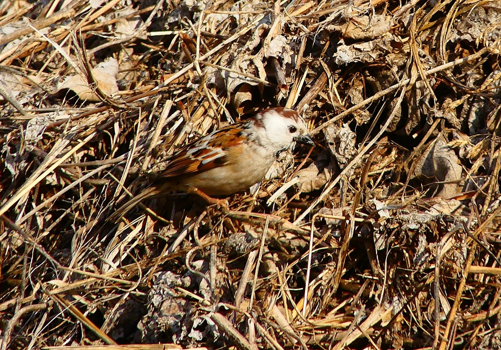 P4660773：白いスズメ_R