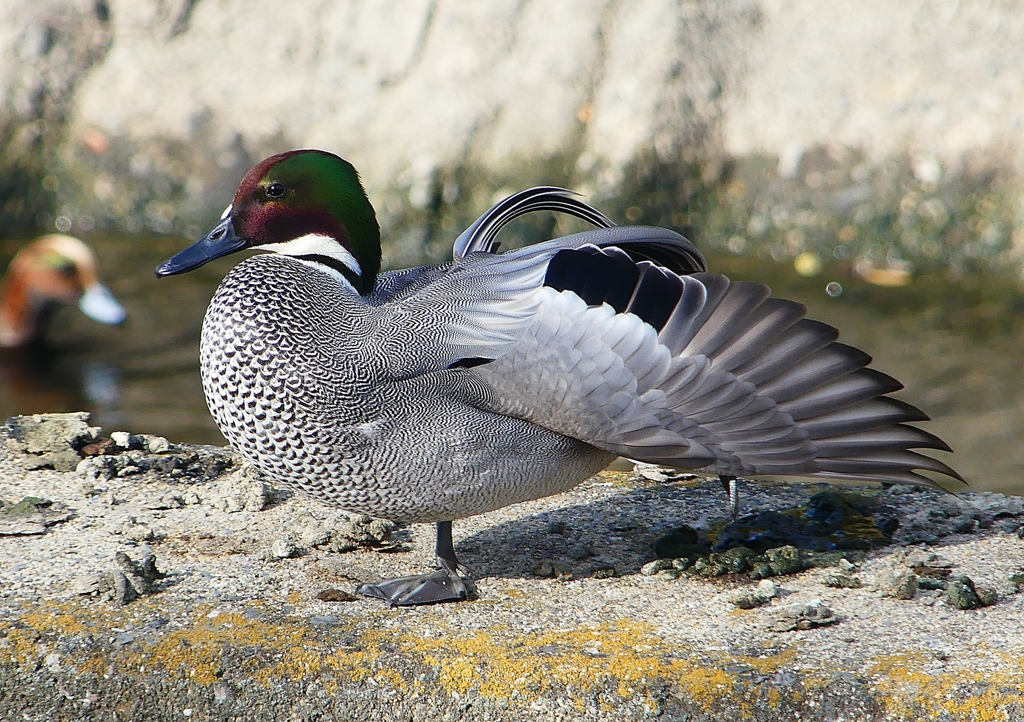 P1580561：ヨシガモ_R