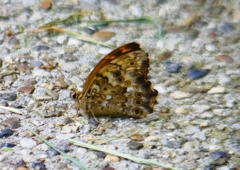 P2030341：ヤマキマダラヒカゲ_R