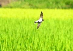 P1150375：飛ぶツバメ_R