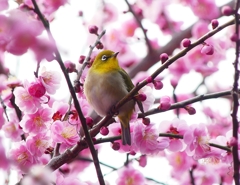 P3870376：ウメジロウ（メジロ）_R
