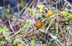 P4560769：カワセミ_R