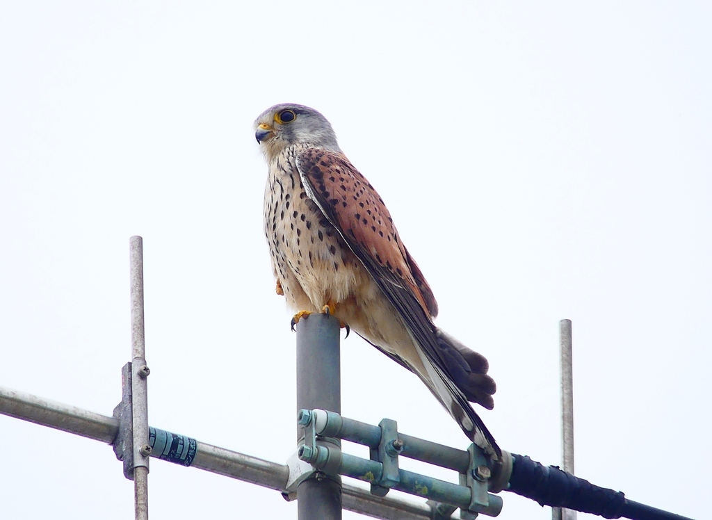 P4910811：チョウゲンボウ_R