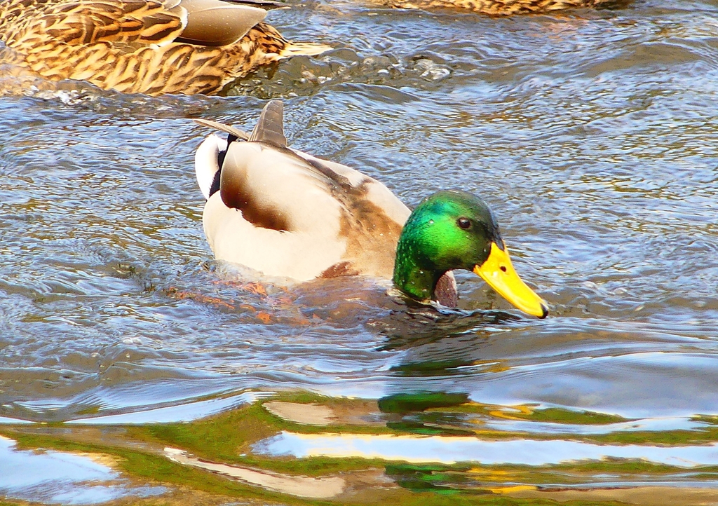 P1410733：マガモ_R