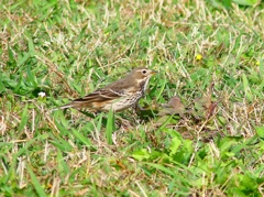P4480278：タヒバリ_R