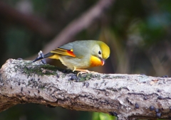 P1550752：ソウシチョウ_R
