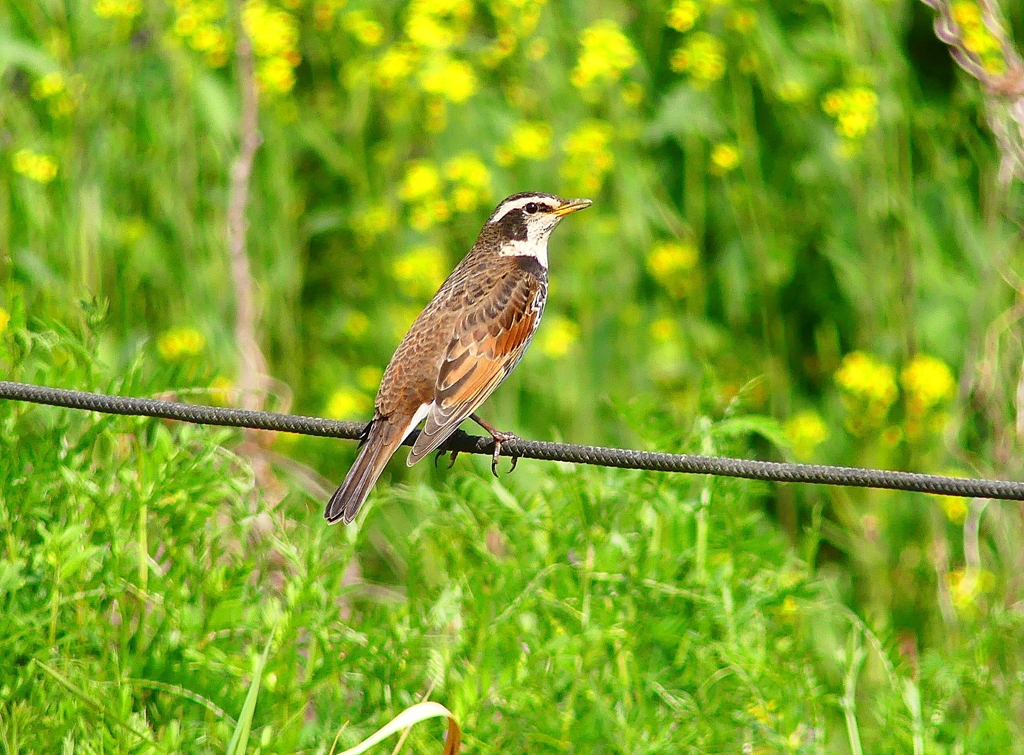 P4860593：ツグミ_R