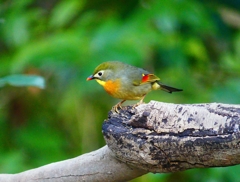 P3770071：ソウシチョウ_R