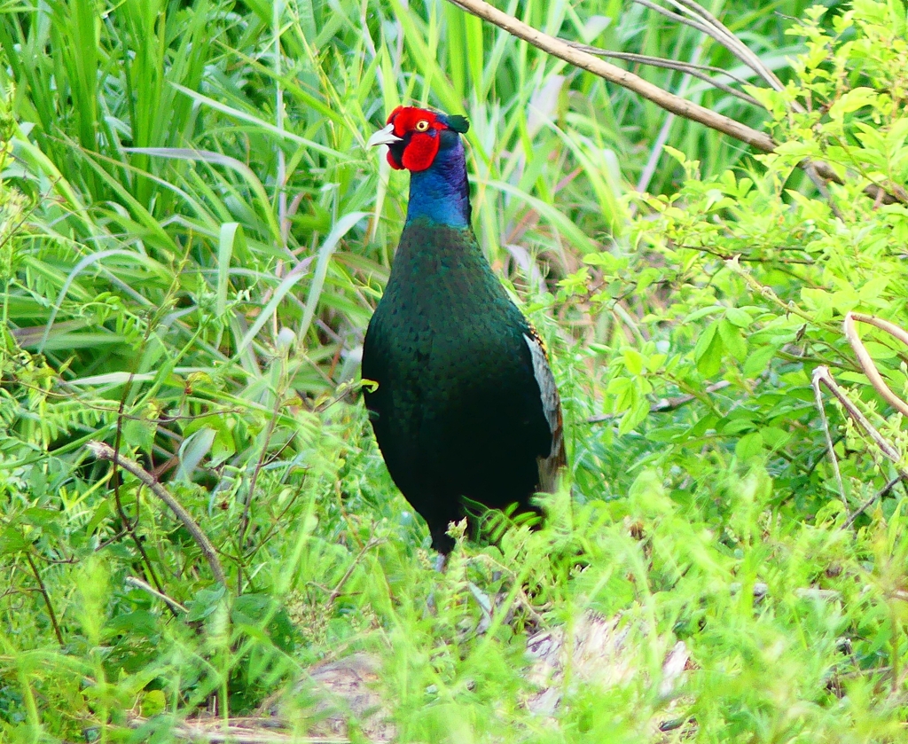 P4910283：キジ（オス）_R