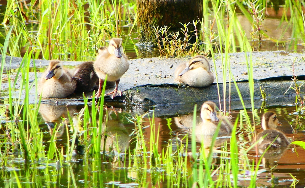 P1010530：カルガモのヒナ_R