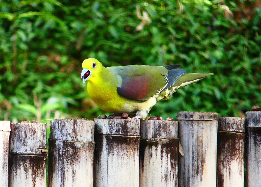 P4770621：アオバト（オス）_R