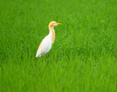 P1030019：アマサギ_R
