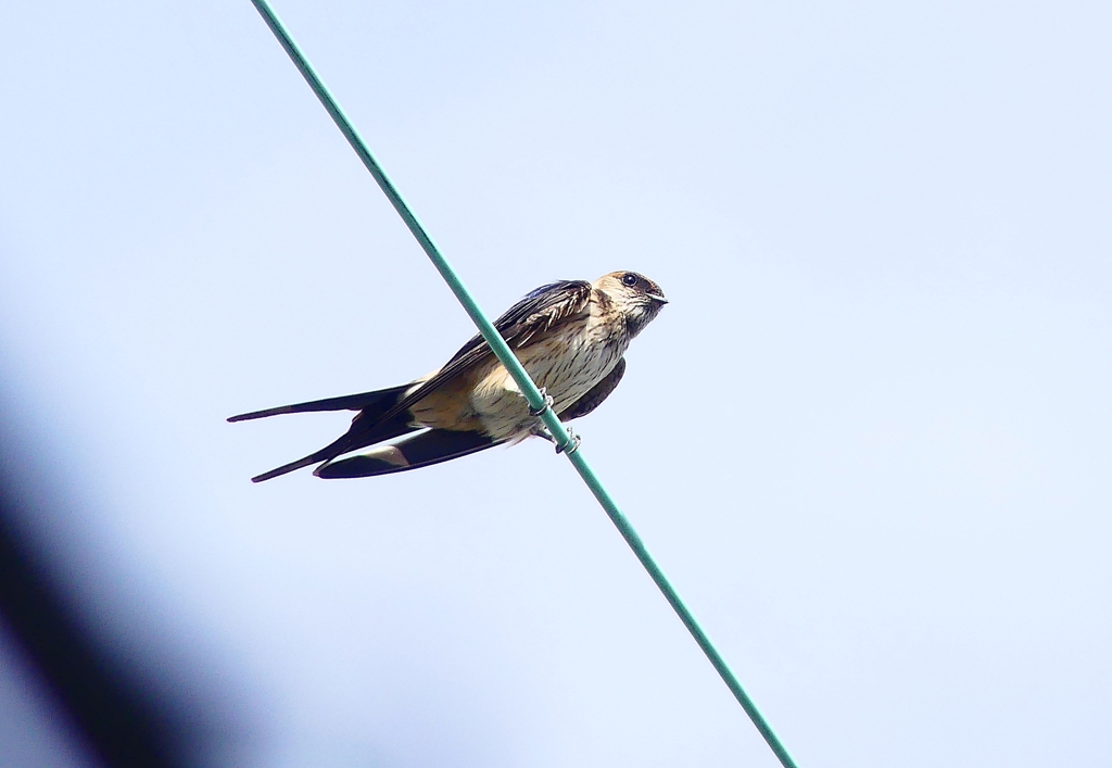 P4320714：コシアカツバメ_R