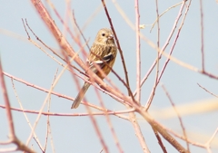 P1850568：ベニマシコ_R