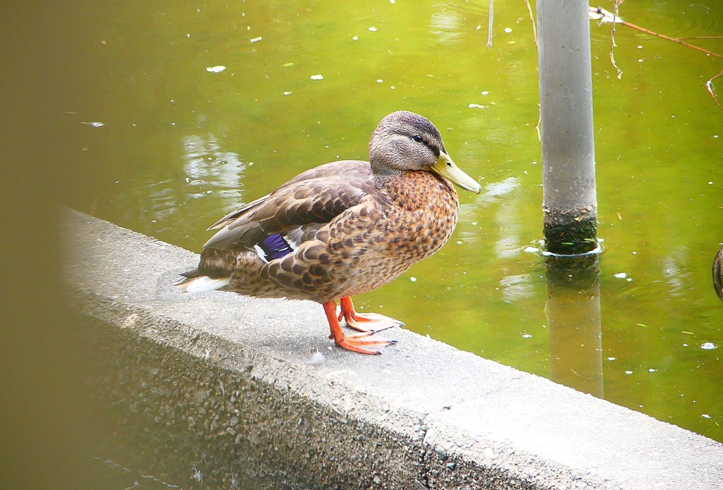 P1120476：マガモ_R