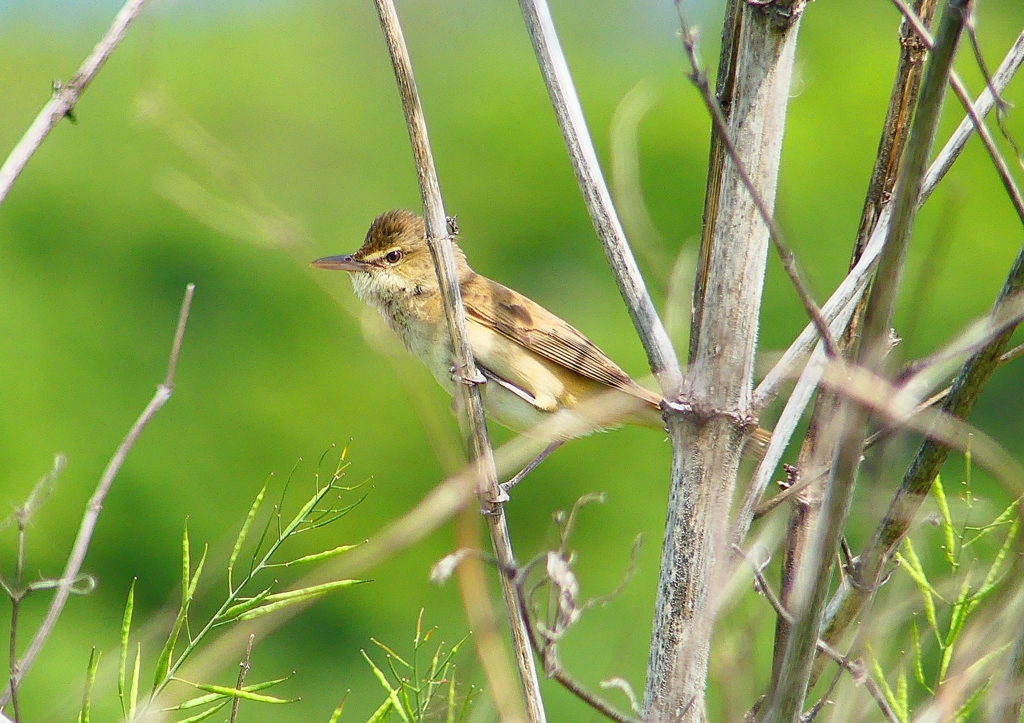 P2000525：オオヨシキリ_R