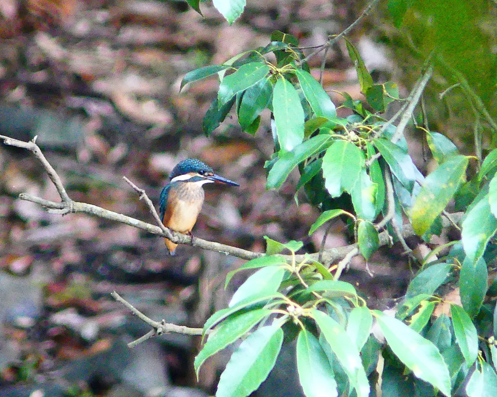 P4230837：カワセミ（若鳥メス）_R