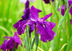 P4170712：菖蒲_R