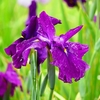 P4170712：菖蒲_R