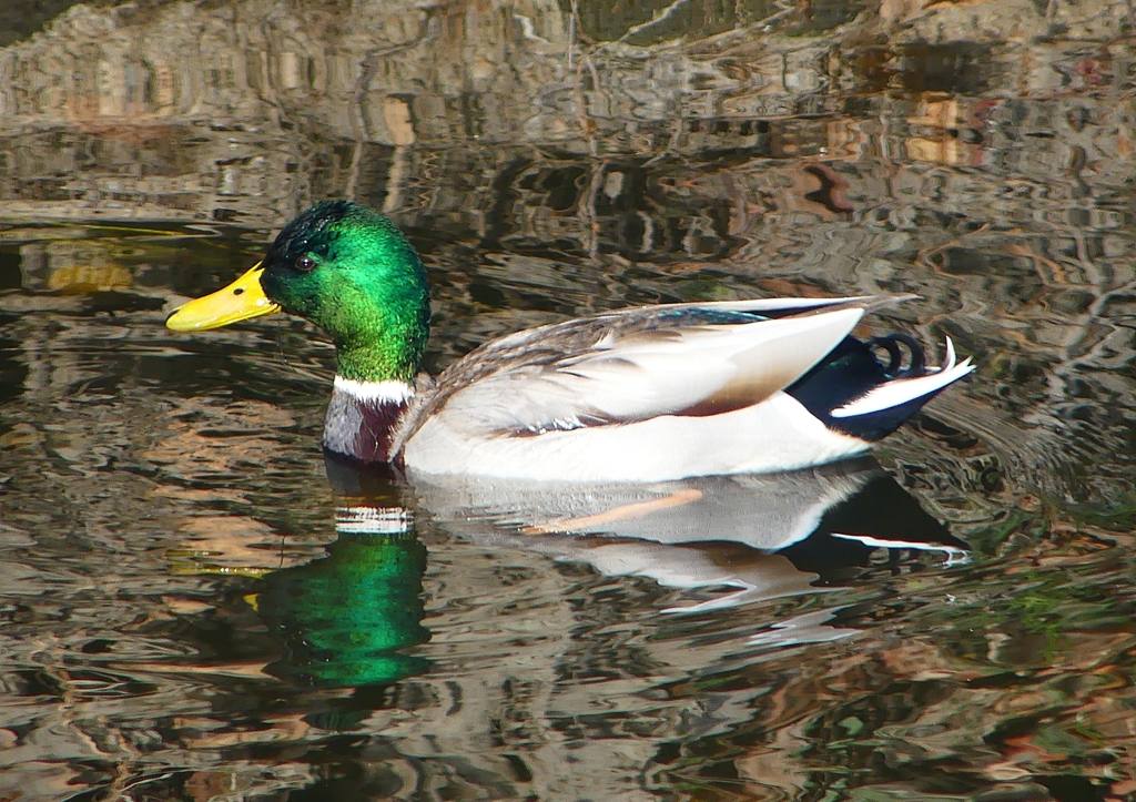 P1570401：マガモ_R