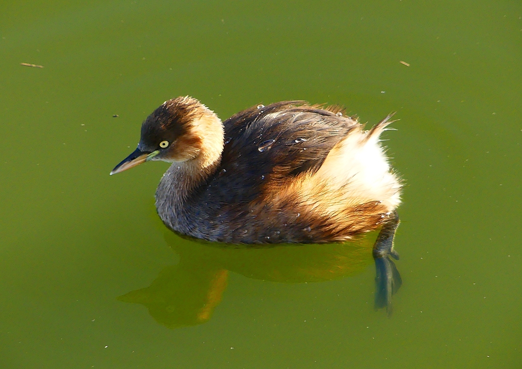 P1360374：カイツブリ_R
