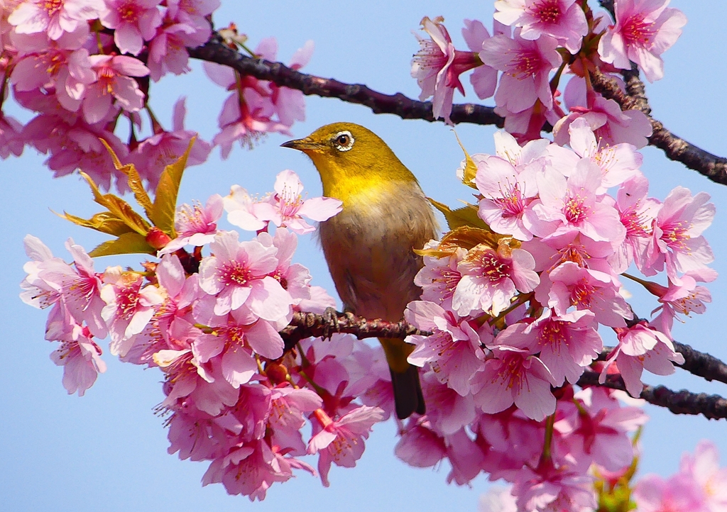P1890414：河津桜にメジロ_R