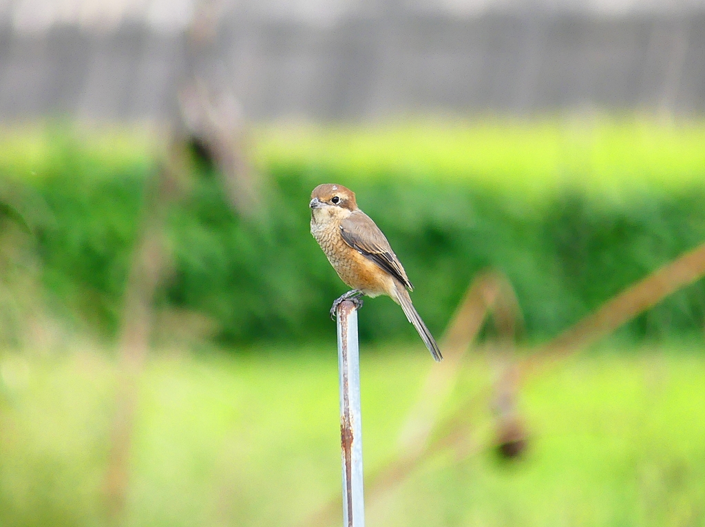 P4350155：モズ（メス）_R