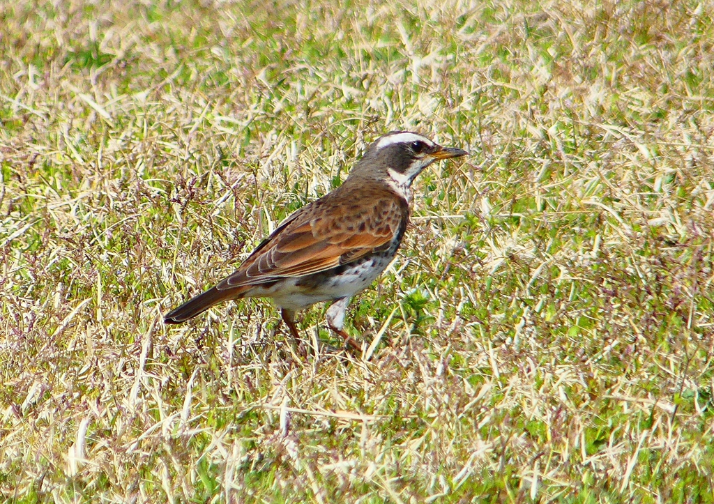P1910463：ツグミ_R