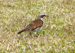 P1910463：ツグミ_R