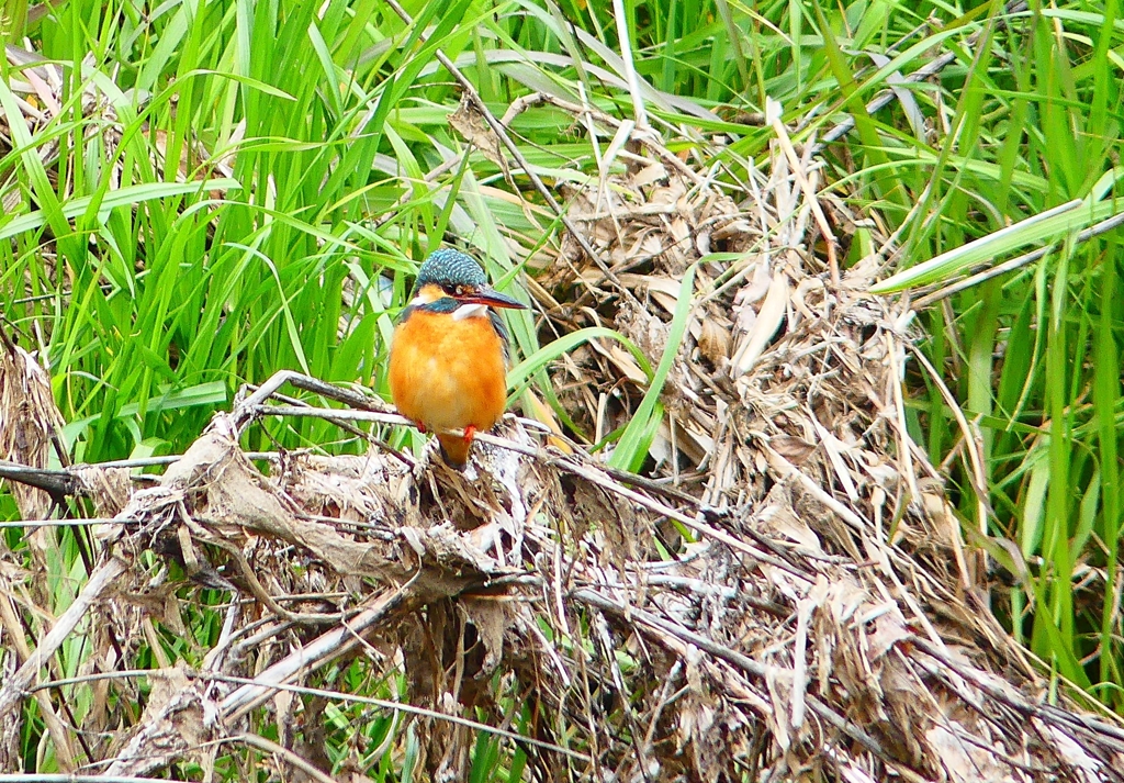 P4830907：カワセミ（メス）_R