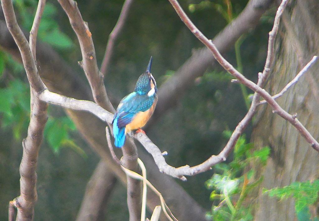 P1020371：カワセミ（オス）_R