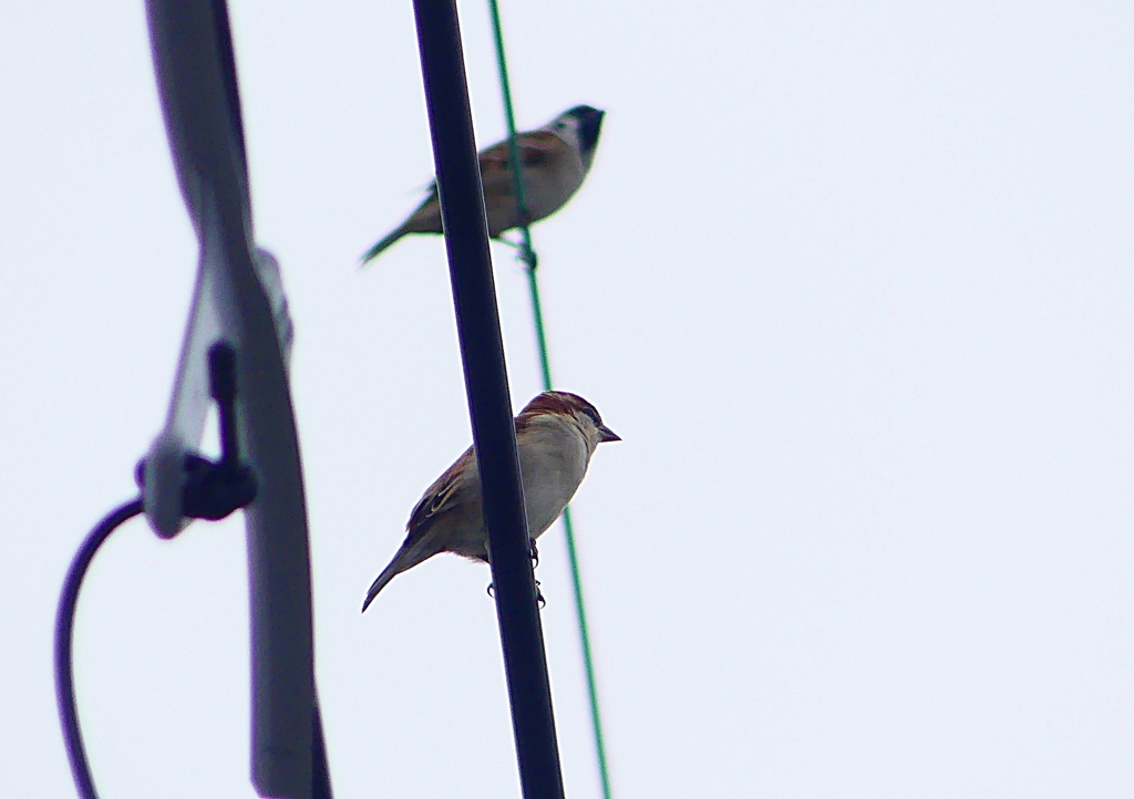 P1400226：ニュウナイスズメ_R