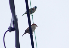 P1400226：ニュウナイスズメ_R
