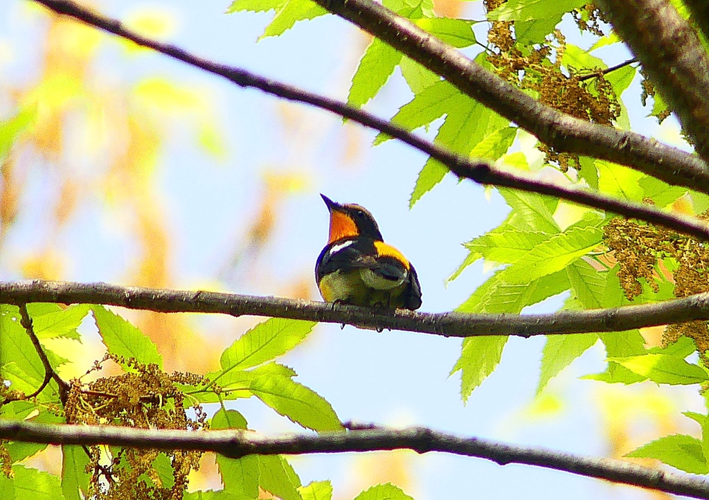 P1940486：キビタキ（オス）_R