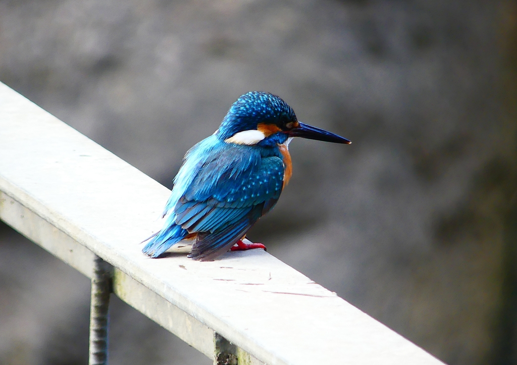 P1780281：カワセミ（オス）_R