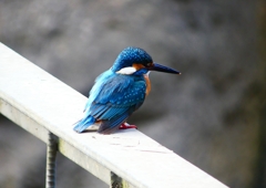 P1780281：カワセミ（オス）_R