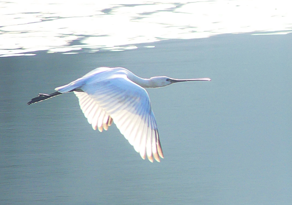 P4470165：ヘラサギ_R